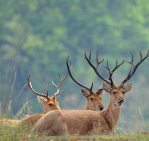 Kanha-national-park